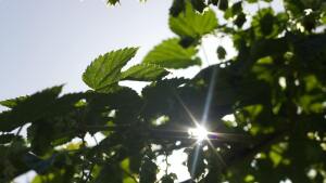 Natur