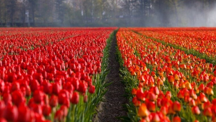 Niederlande